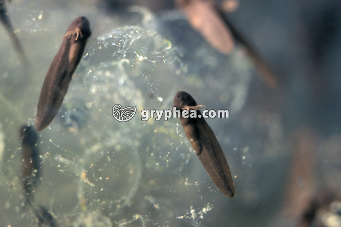 Eclosion tétard Grenouille rousse - gryphea.com